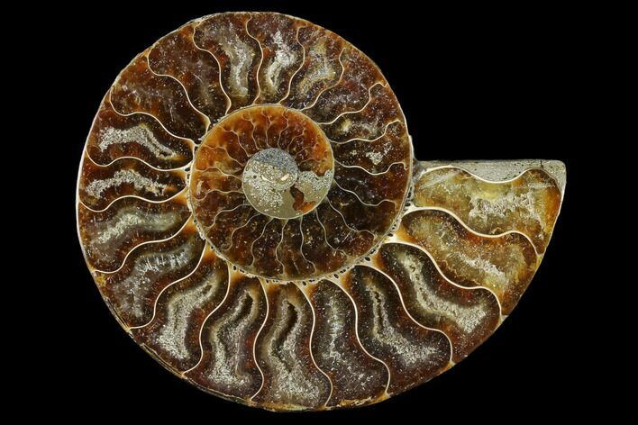 Agatized Ammonite Fossil (Half) - Madagascar #114916